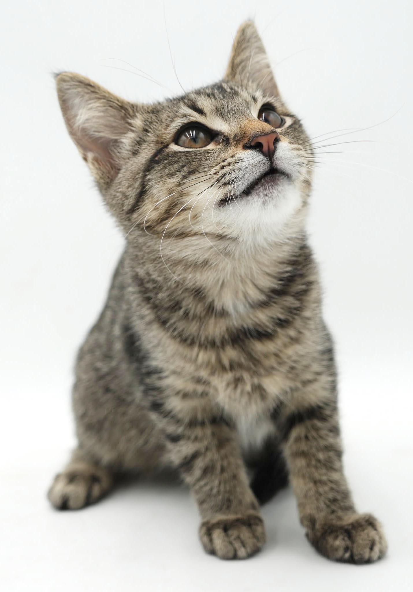 Enlarge Colin - He is so cute and cuddly - little lover, a Adoptable mixed breed in Bedford Hills, NY image 4/6