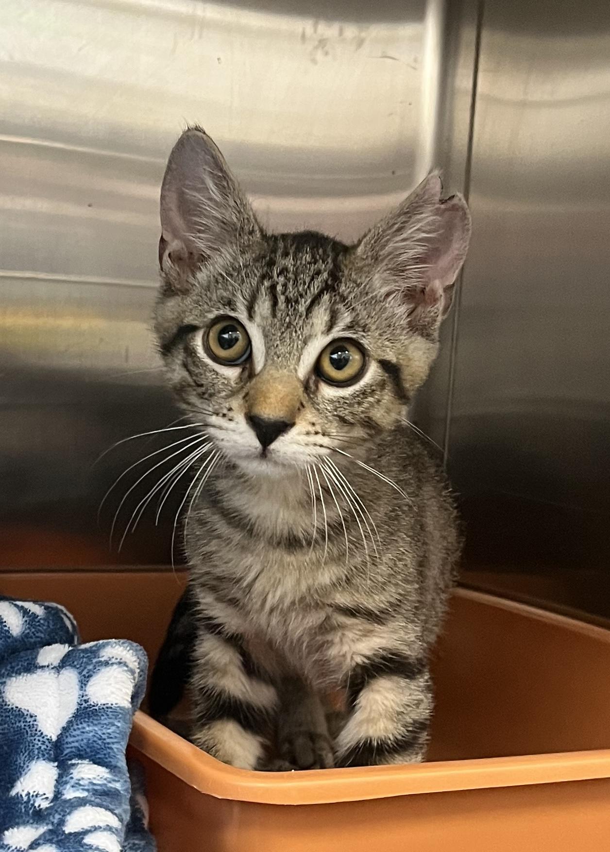 Mikey, Adopted, Young Male Domestic Short Hair.