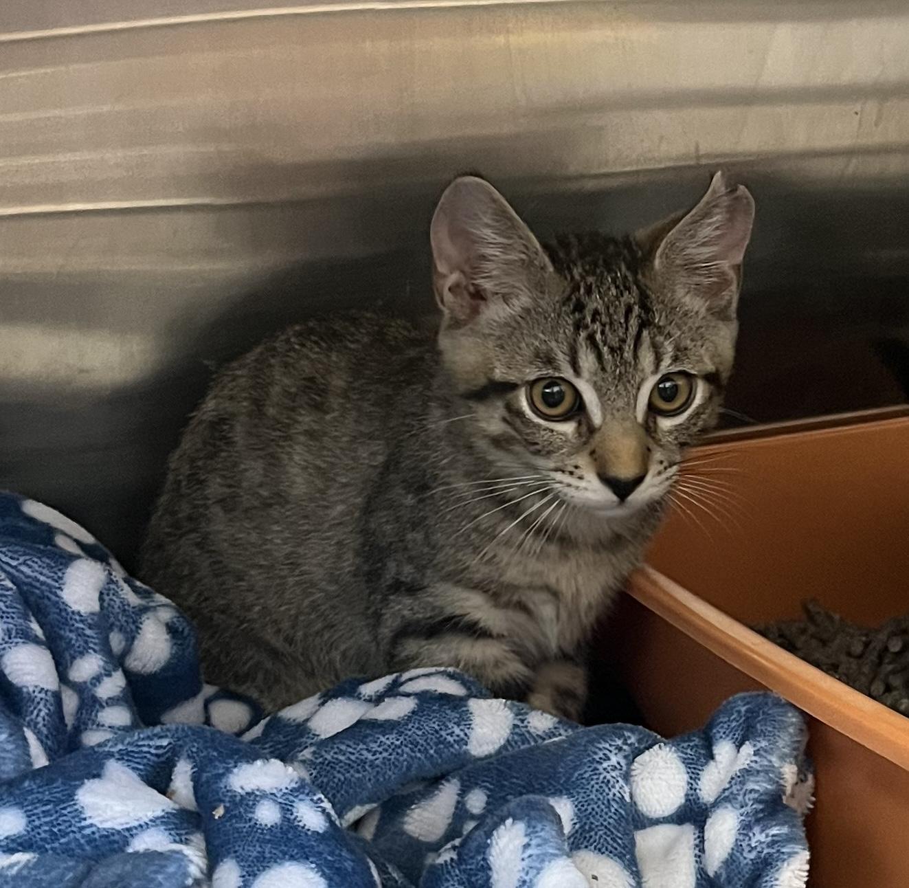 Enlarge Mikey, a Adopted Domestic Short Hair in Honolulu, HI image 2/4