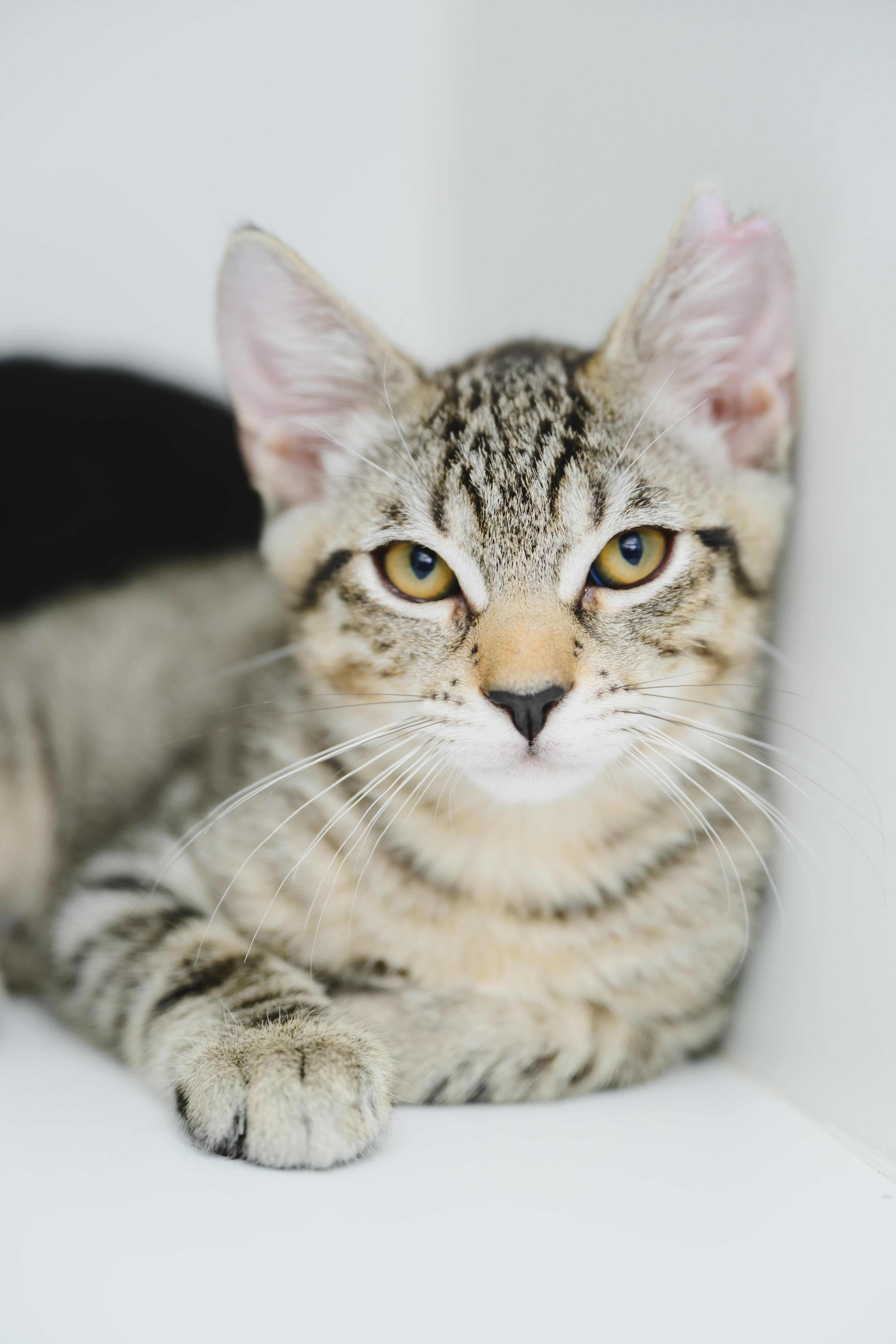 Enlarge Mikey, a Adopted Domestic Short Hair in Honolulu, HI image 3/4