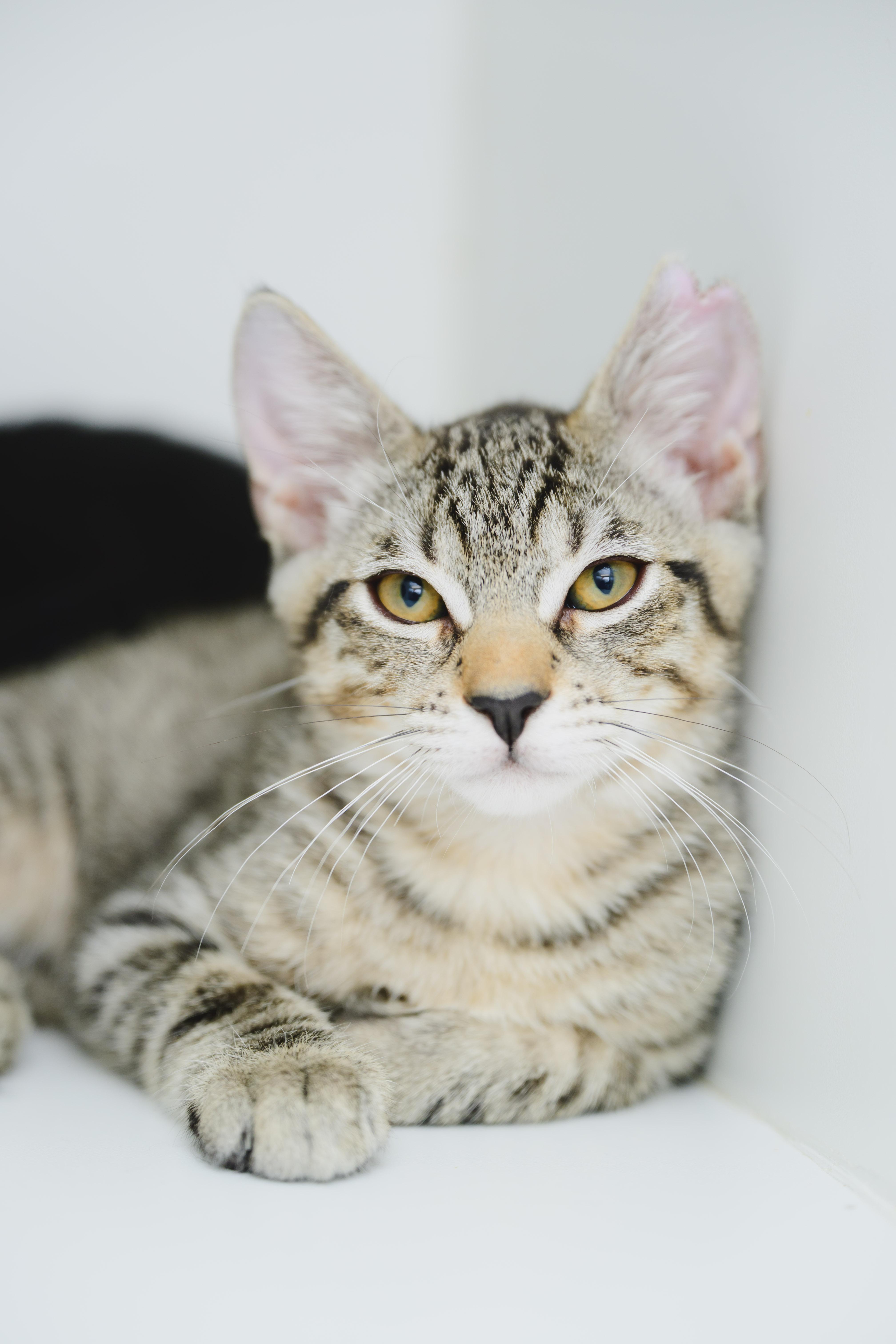 Enlarge Mikey, a Adopted Domestic Short Hair in Honolulu, HI image 4/4