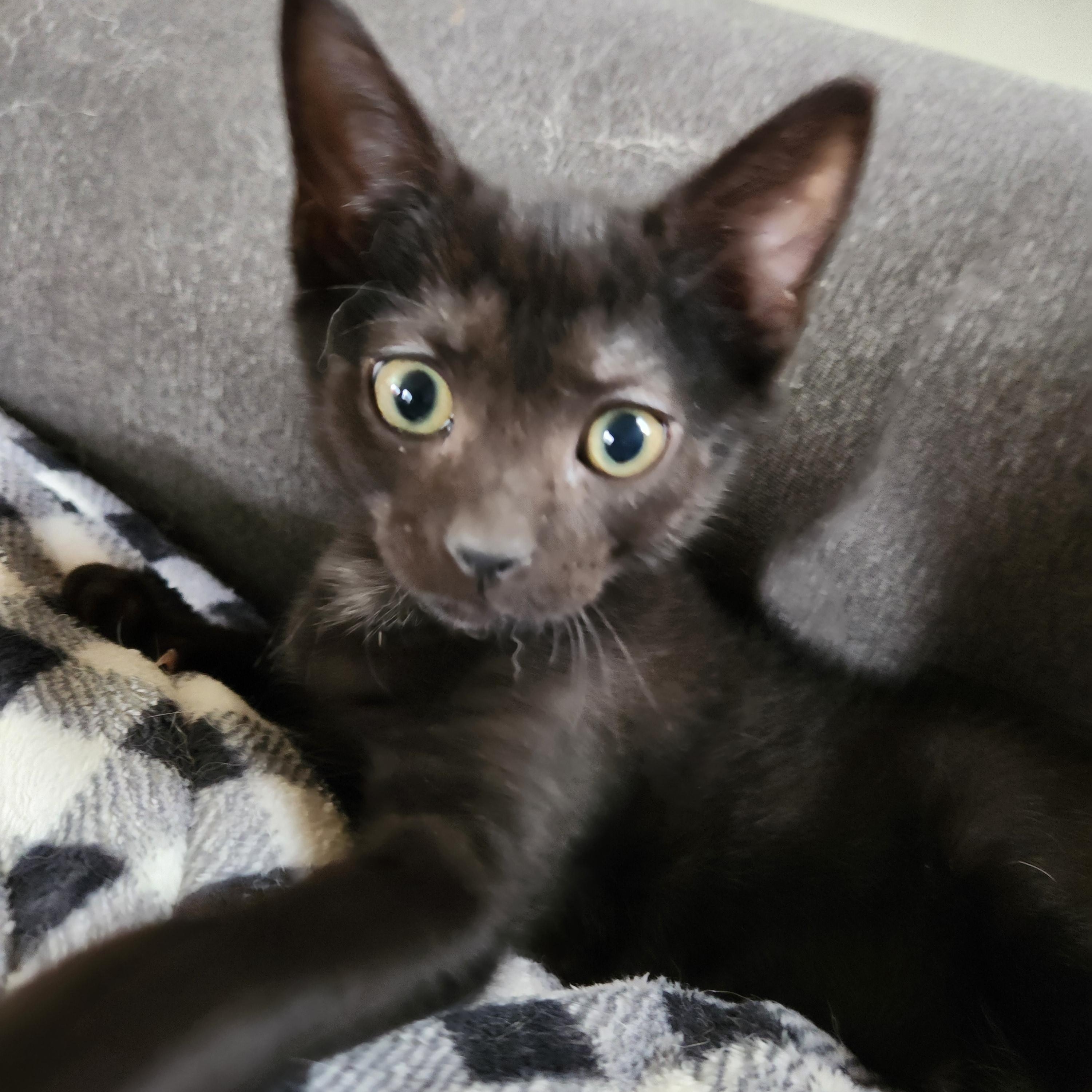 Manhattan Catfe, a Adoptable Domestic Short Hair in Sterling Heights, MI image 1/4