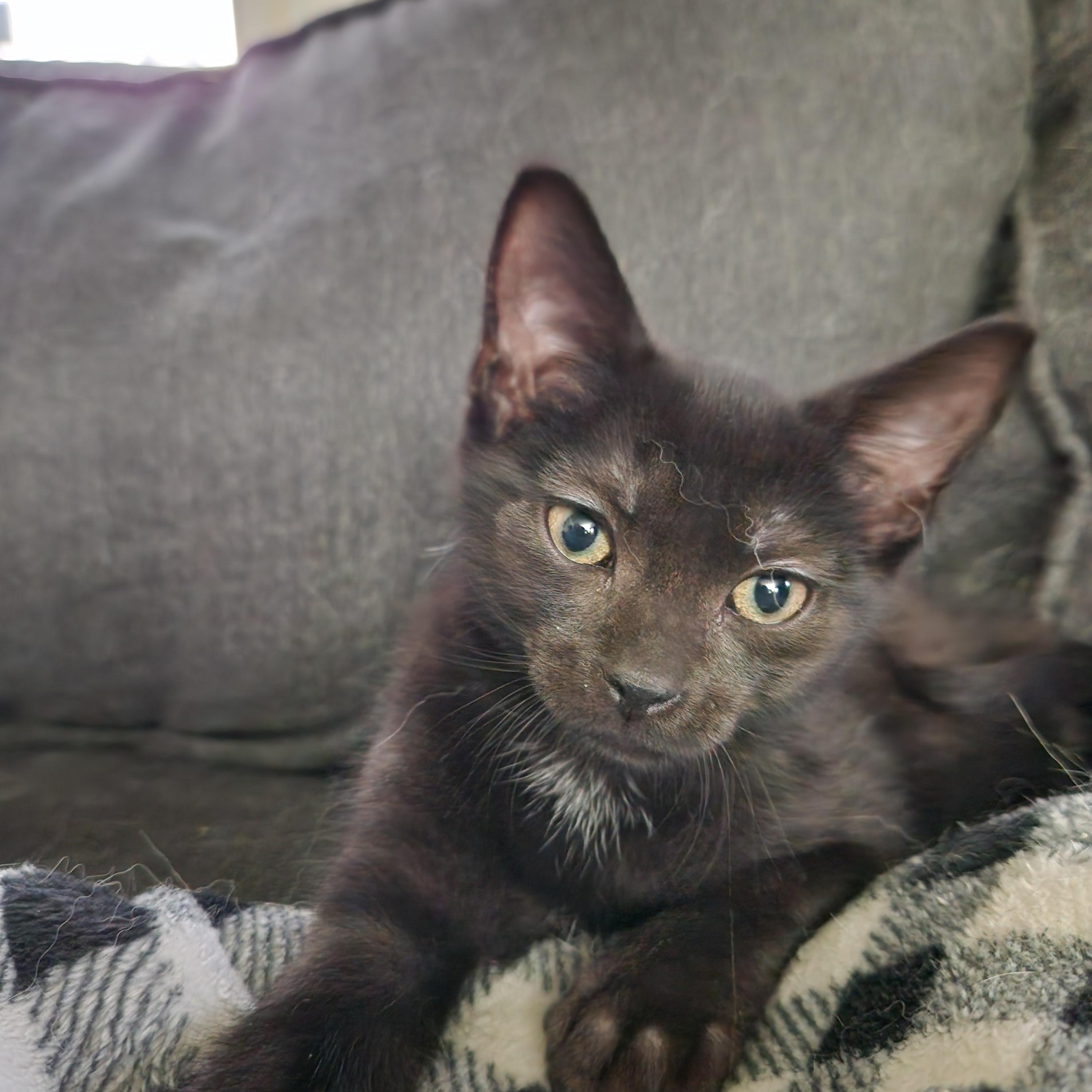 Manhattan Catfe, Adoptable, Kitten Male Domestic Short Hair.