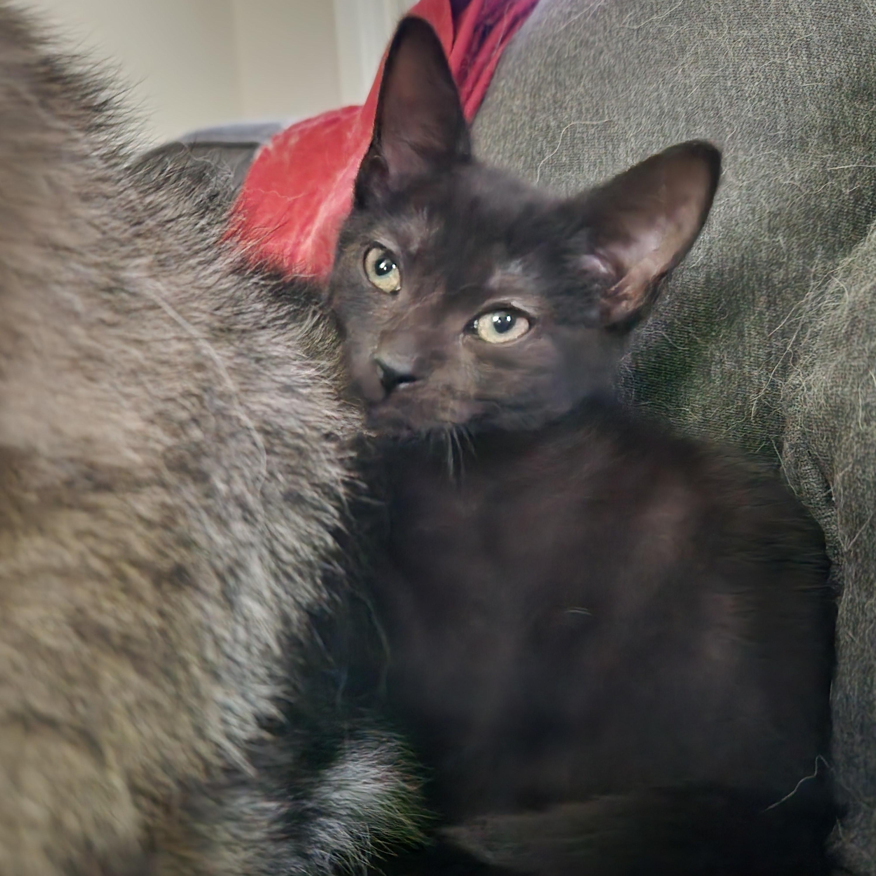 Manhattan Catfe, a Adoptable Domestic Short Hair in Sterling Heights, MI image 3/4