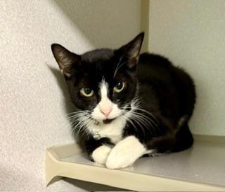 Enlarge Kat, an adopted Domestic Short Hair in Winter Haven, FL image 2/2