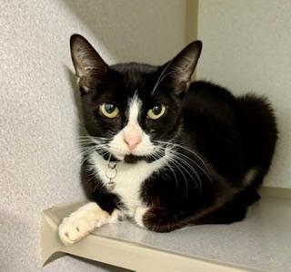 Enlarge Kat, an adopted Domestic Short Hair in Winter Haven, FL image 1/2