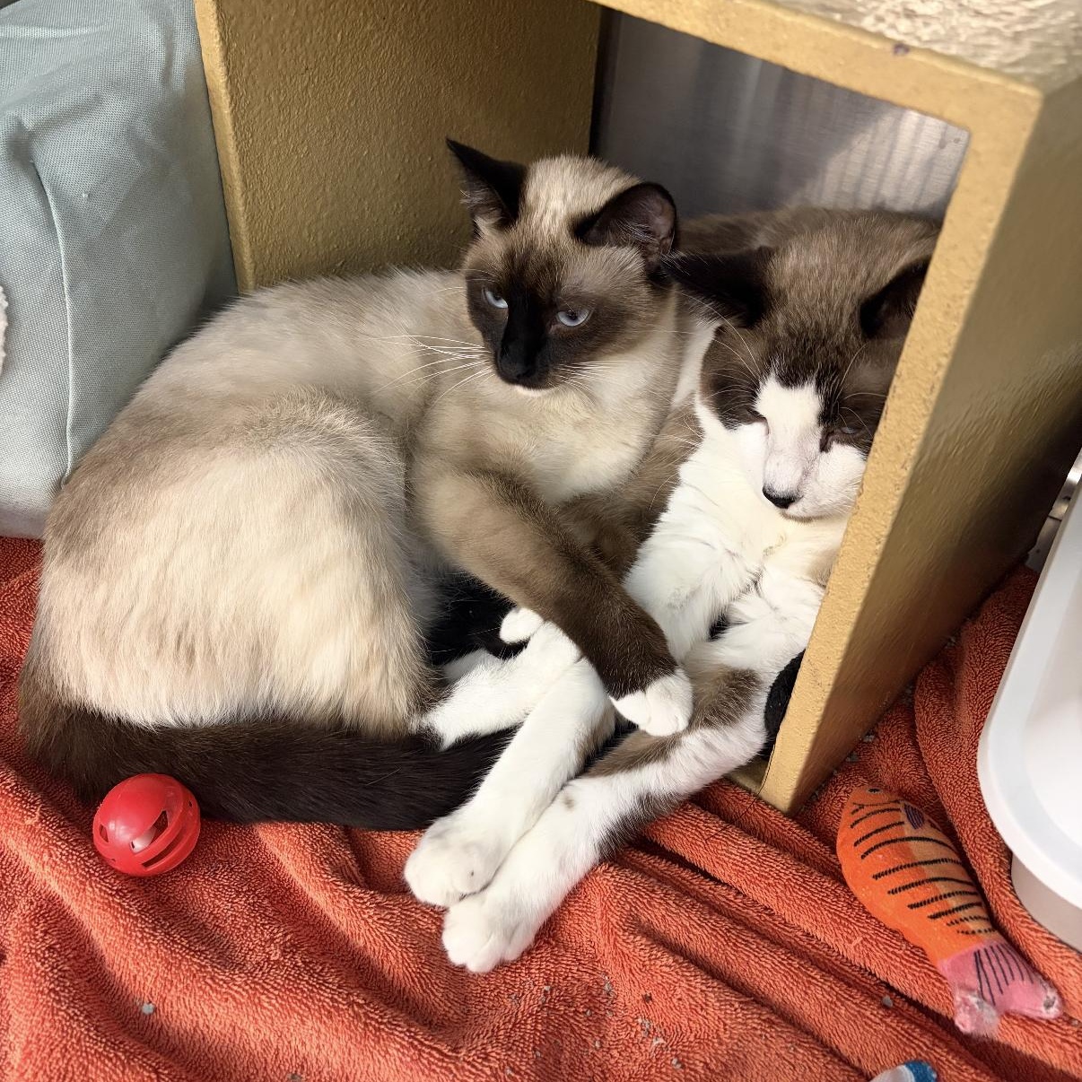 Enlarge Kita & Kenai, a ADOPTABLE mixed breed in Omaha, NE image 1/5