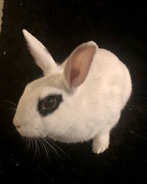 Azula, an adoptable Hotot in Los Angeles, CA_image-1