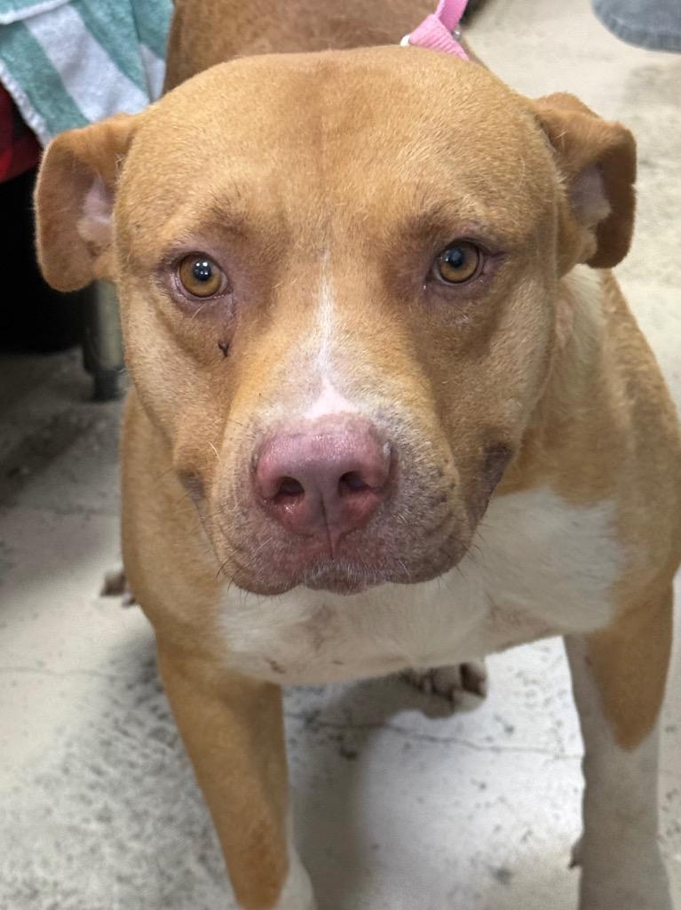 Meathead, Adoptable, Young Male Pit Bull Terrier.