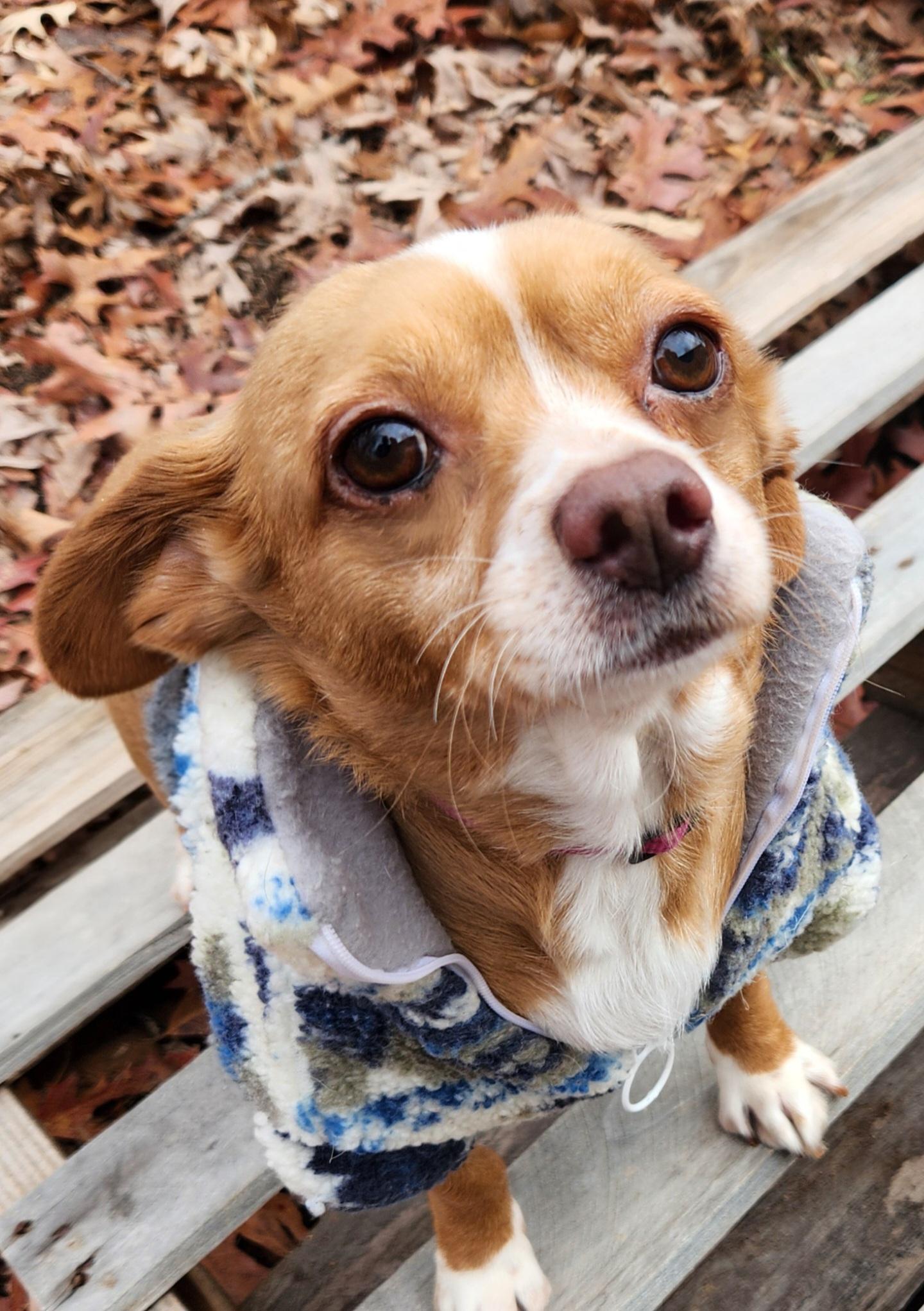 Enlarge Eddie Butterball, a ADOPTABLE mixed breed in Pelzer, SC image 4/4