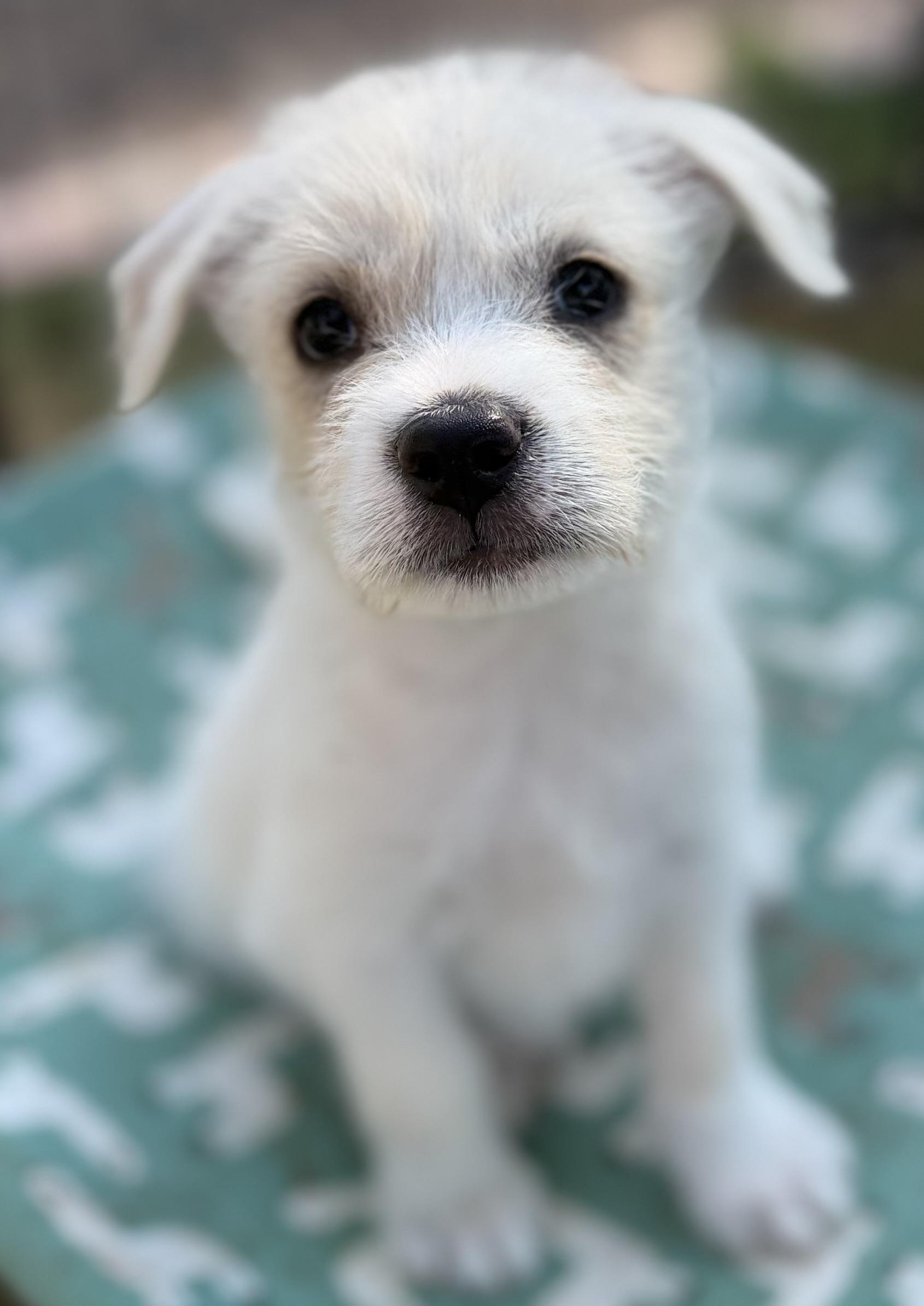 Mandy, ADOPTABLE, Puppy Female Parson Russell Terrier & Border Terrier.