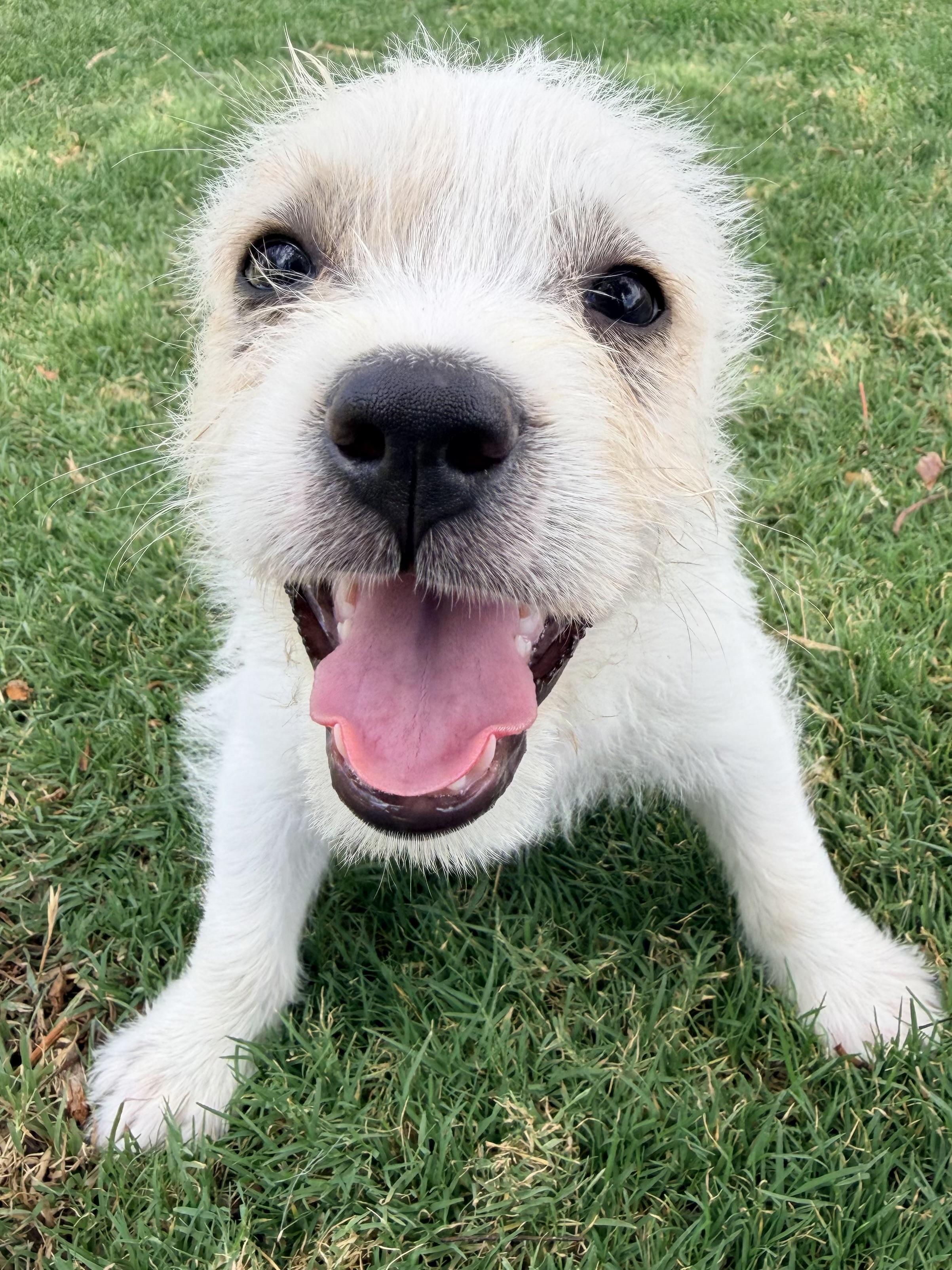 Mandy, a ADOPTABLE mixed breed in Gilbert, AZ image 3/3