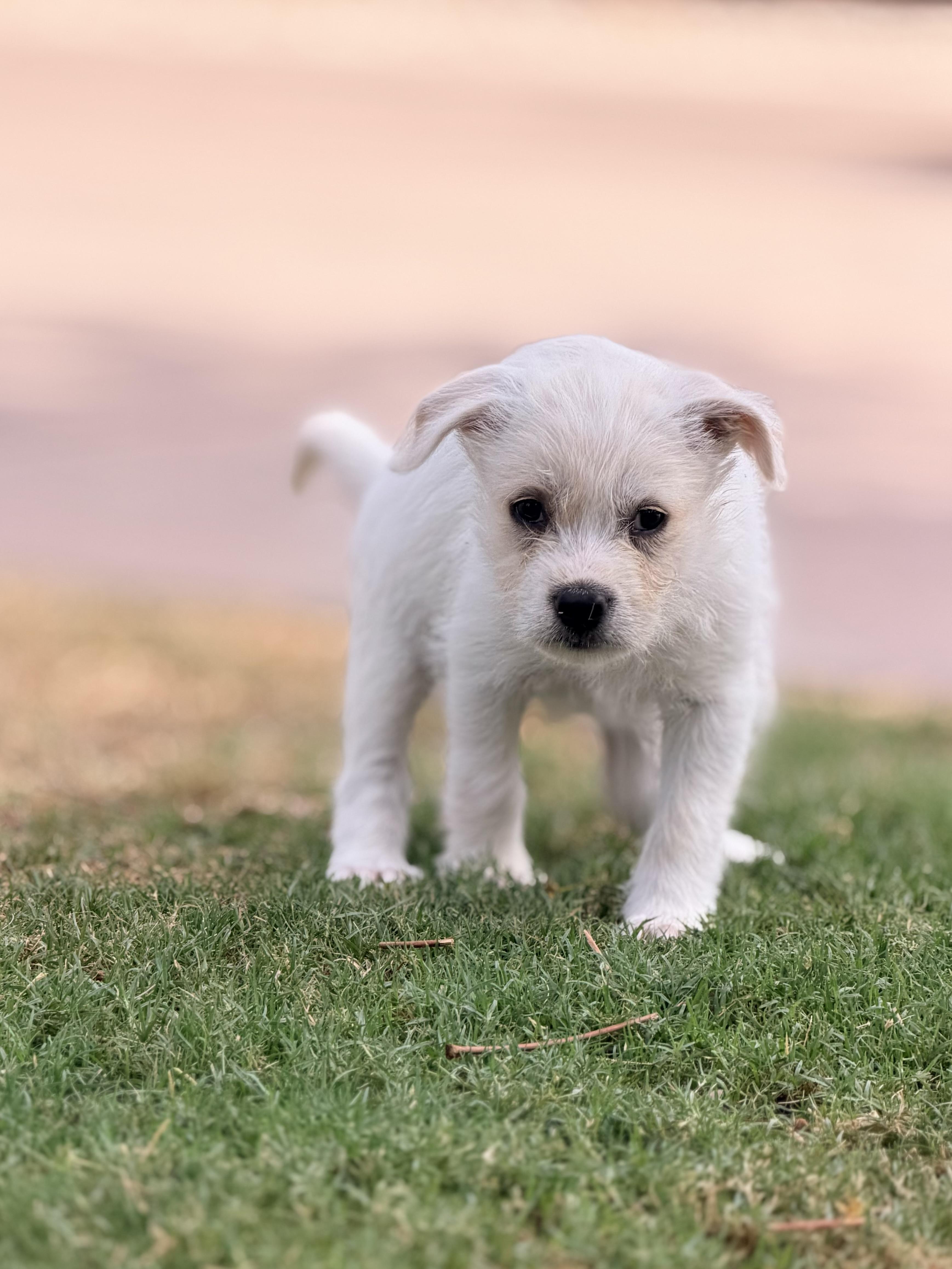 Mandy, a ADOPTABLE mixed breed in Gilbert, AZ image 2/3