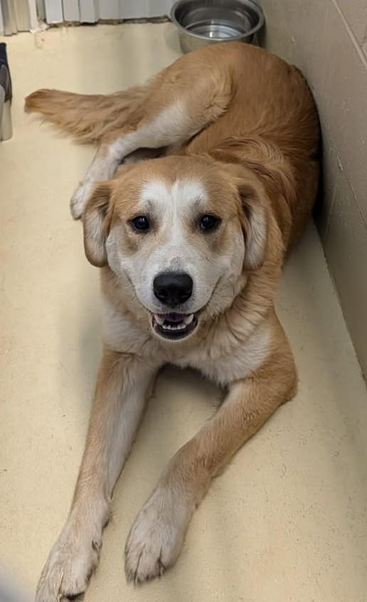 Cindy, ADOPTABLE, Adult Female Yellow Labrador Retriever.