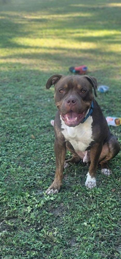 Zeus, Adoptable, Young Male American Bulldog.