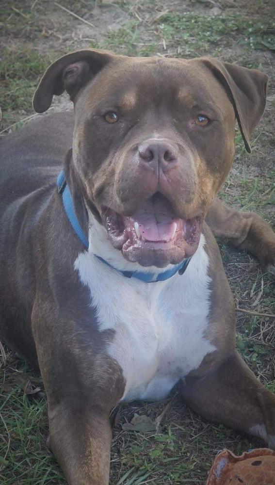 Enlarge Zeus, a Adoptable American Bulldog in Milton, FL image 2/6