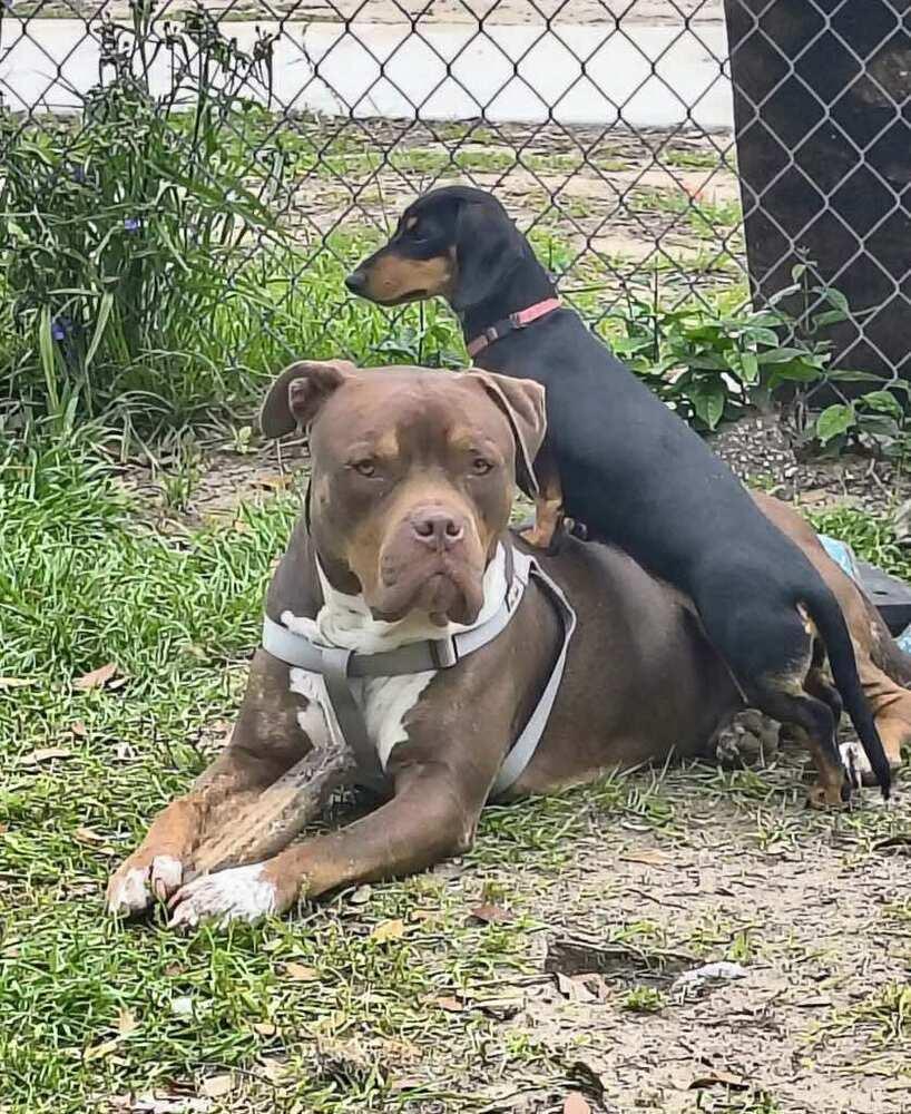 Enlarge Zeus, a Adoptable American Bulldog in Milton, FL image 3/6