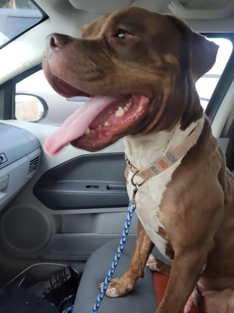 Enlarge Zeus, a Adoptable American Bulldog in Milton, FL image 4/6