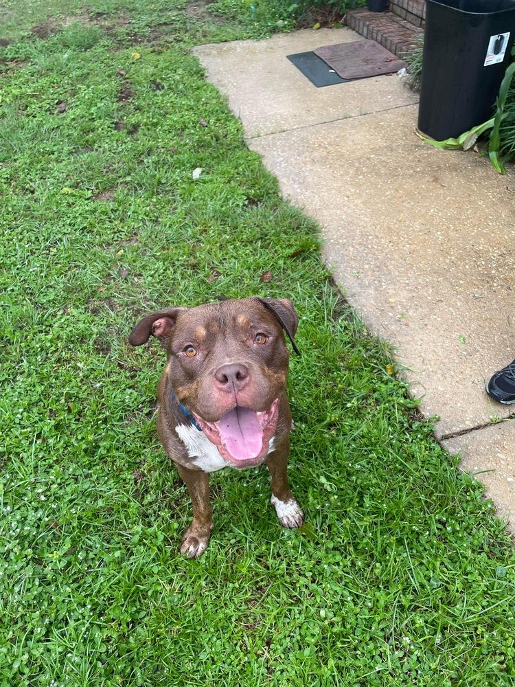 Enlarge Zeus, a Adoptable American Bulldog in Milton, FL image 5/6