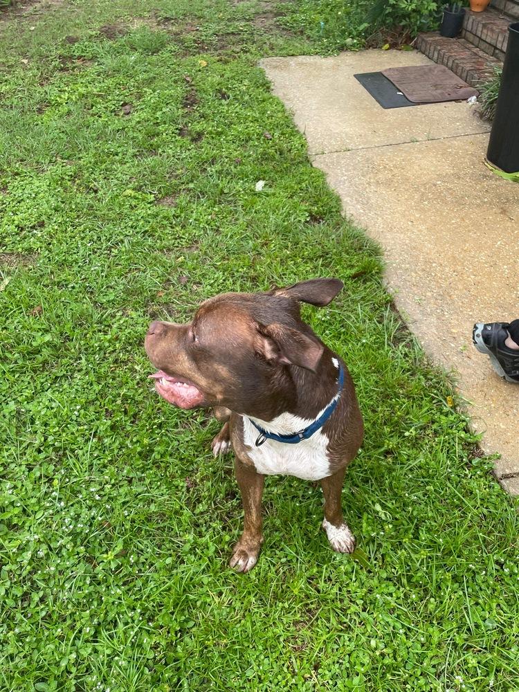 Enlarge Zeus, a Adoptable American Bulldog in Milton, FL image 6/6
