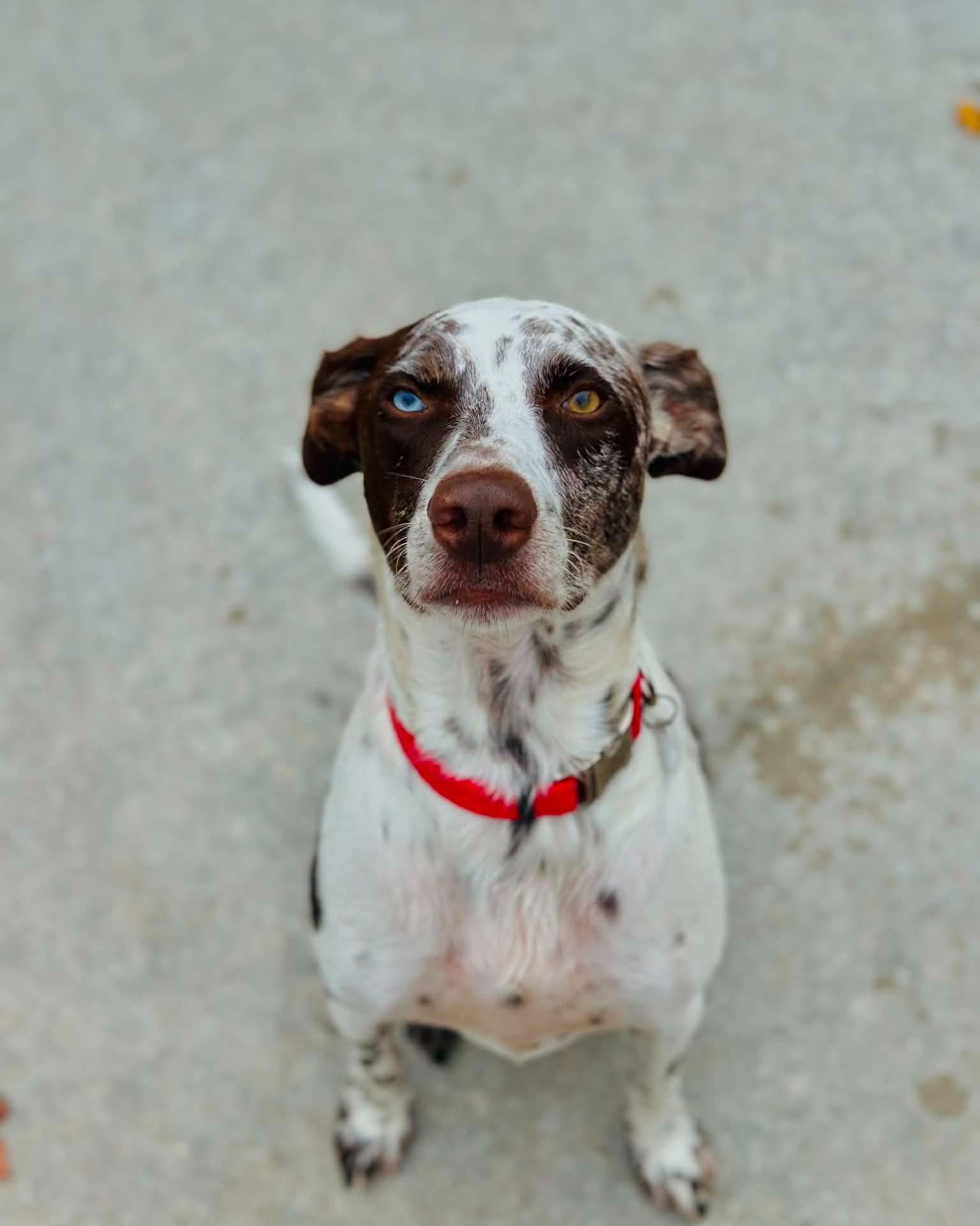 Enlarge Pepper, an adoptable mixed breed in Fremont, MI image 1/5