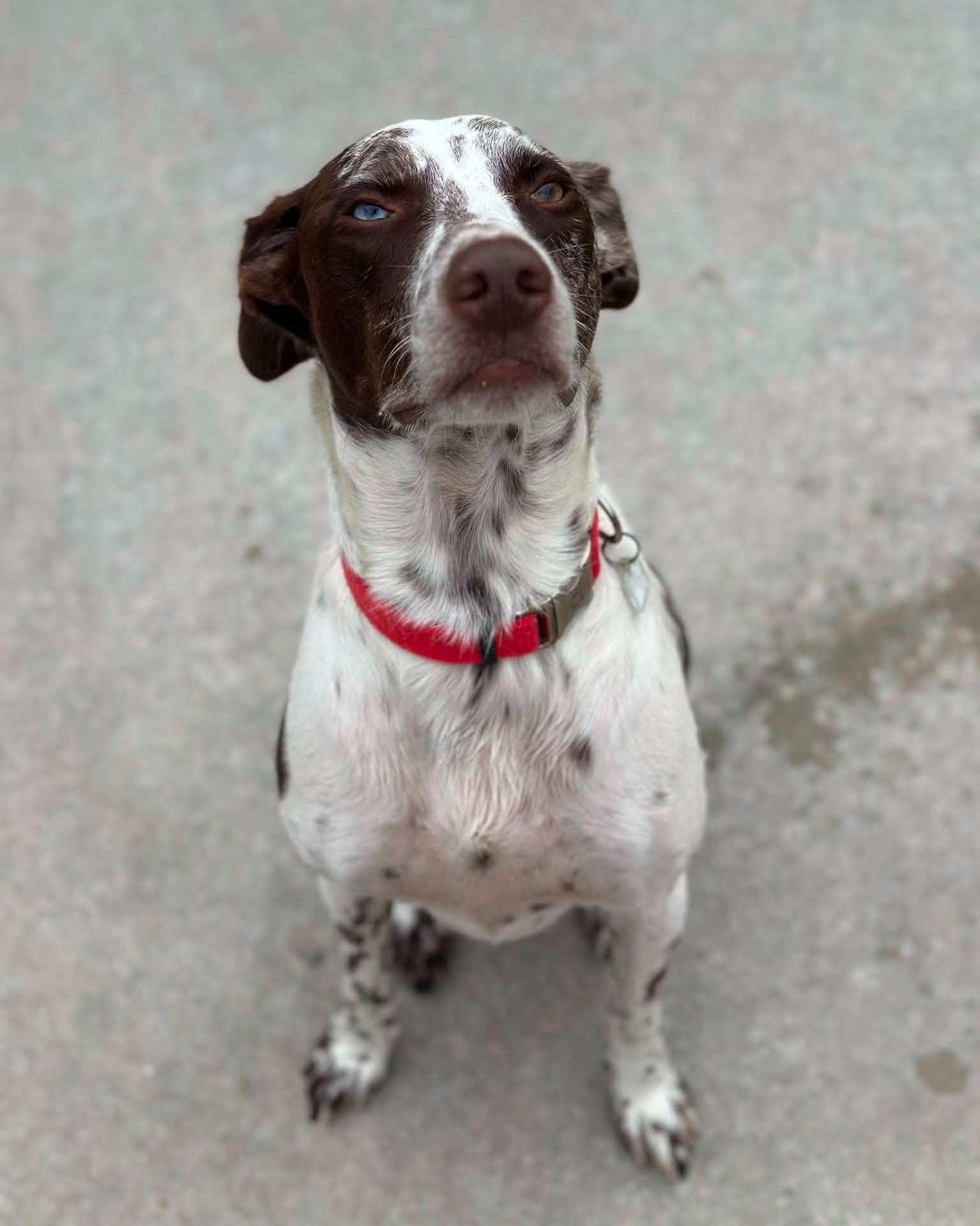Enlarge Pepper, an adoptable mixed breed in Fremont, MI image 2/5
