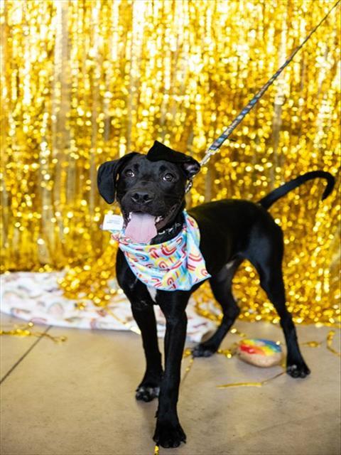 JAKE, Adoptable, Young Male Great Dane & Labrador Retriever.