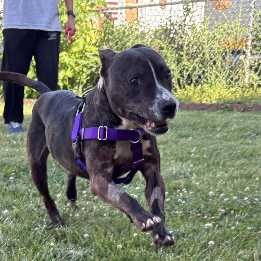 Beau, Adoptable, Adult Male Pit Bull Terrier.