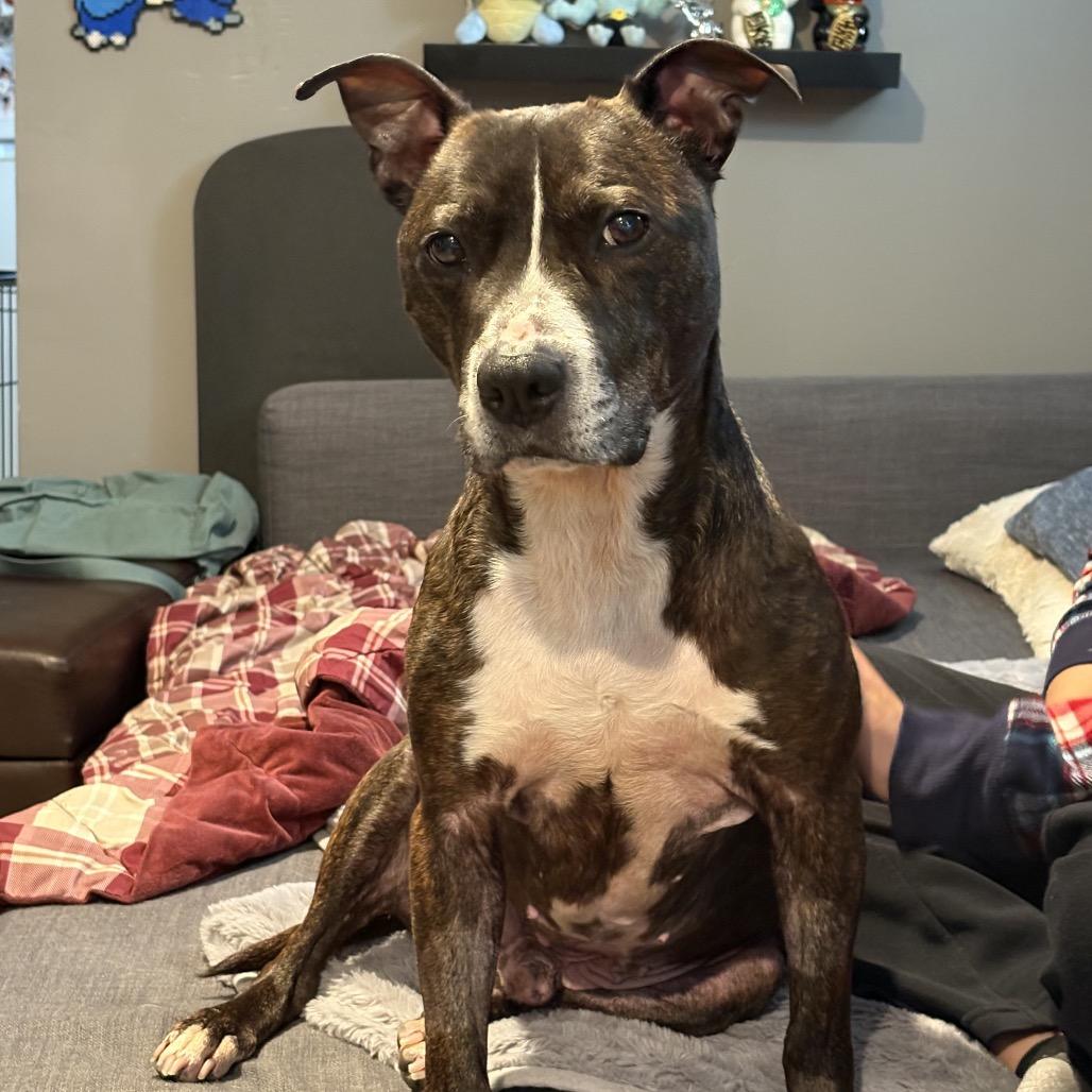 Enlarge Beau, a Adoptable Pit Bull Terrier in Chicago, IL image 4/4