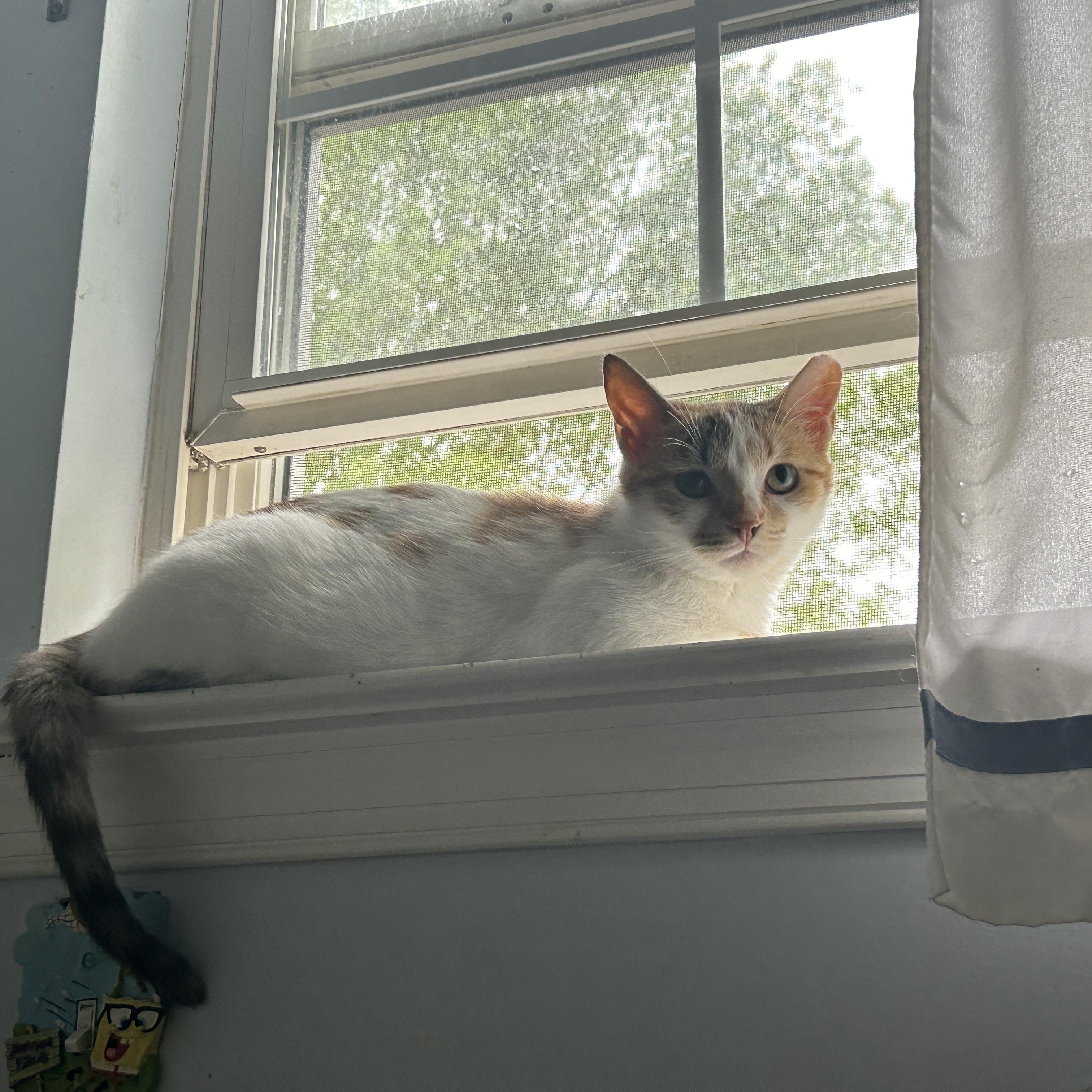 Julie, a Adoptable Domestic Short Hair in Pitman, NJ image 3/6