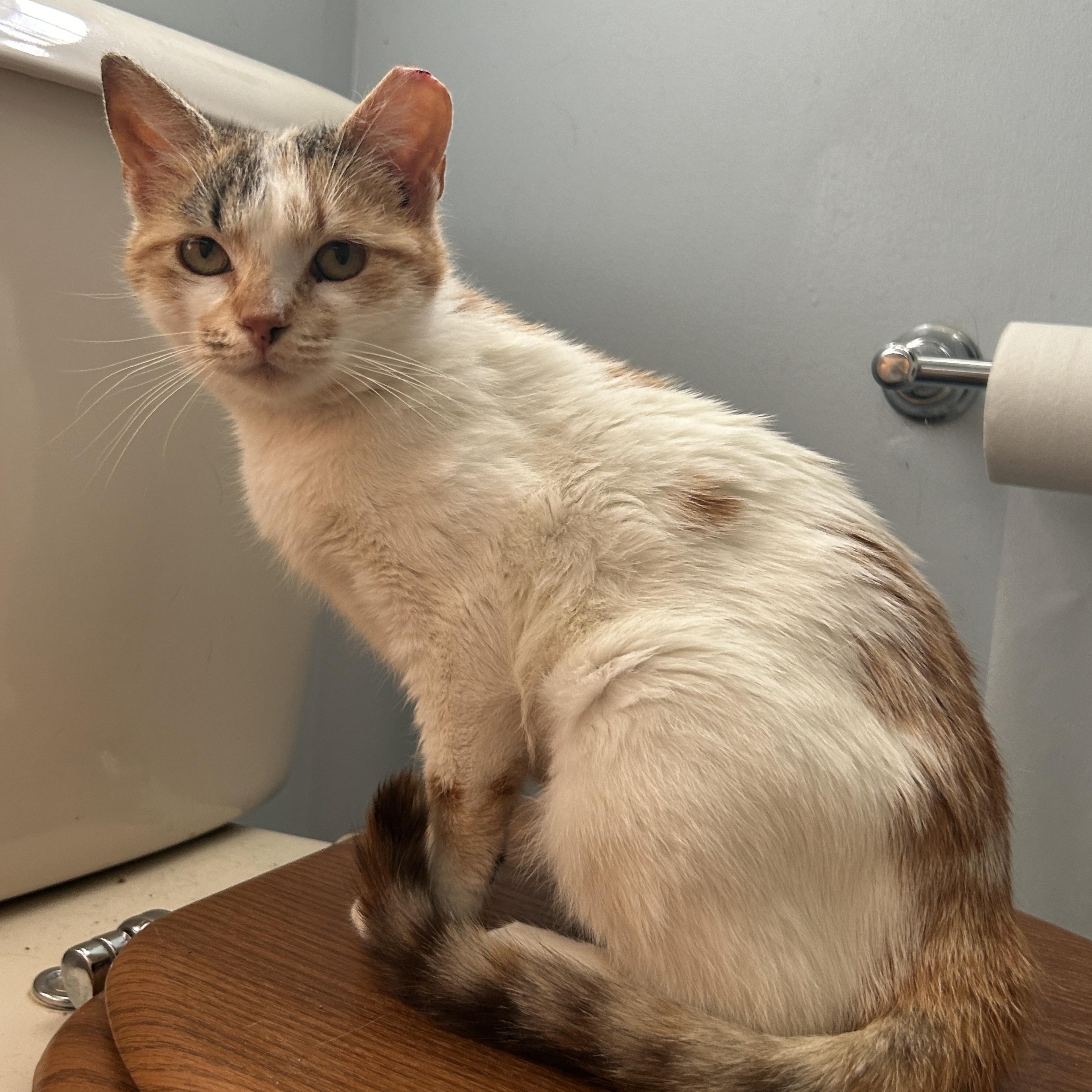 Julie, a Adoptable Domestic Short Hair in Pitman, NJ image 2/6