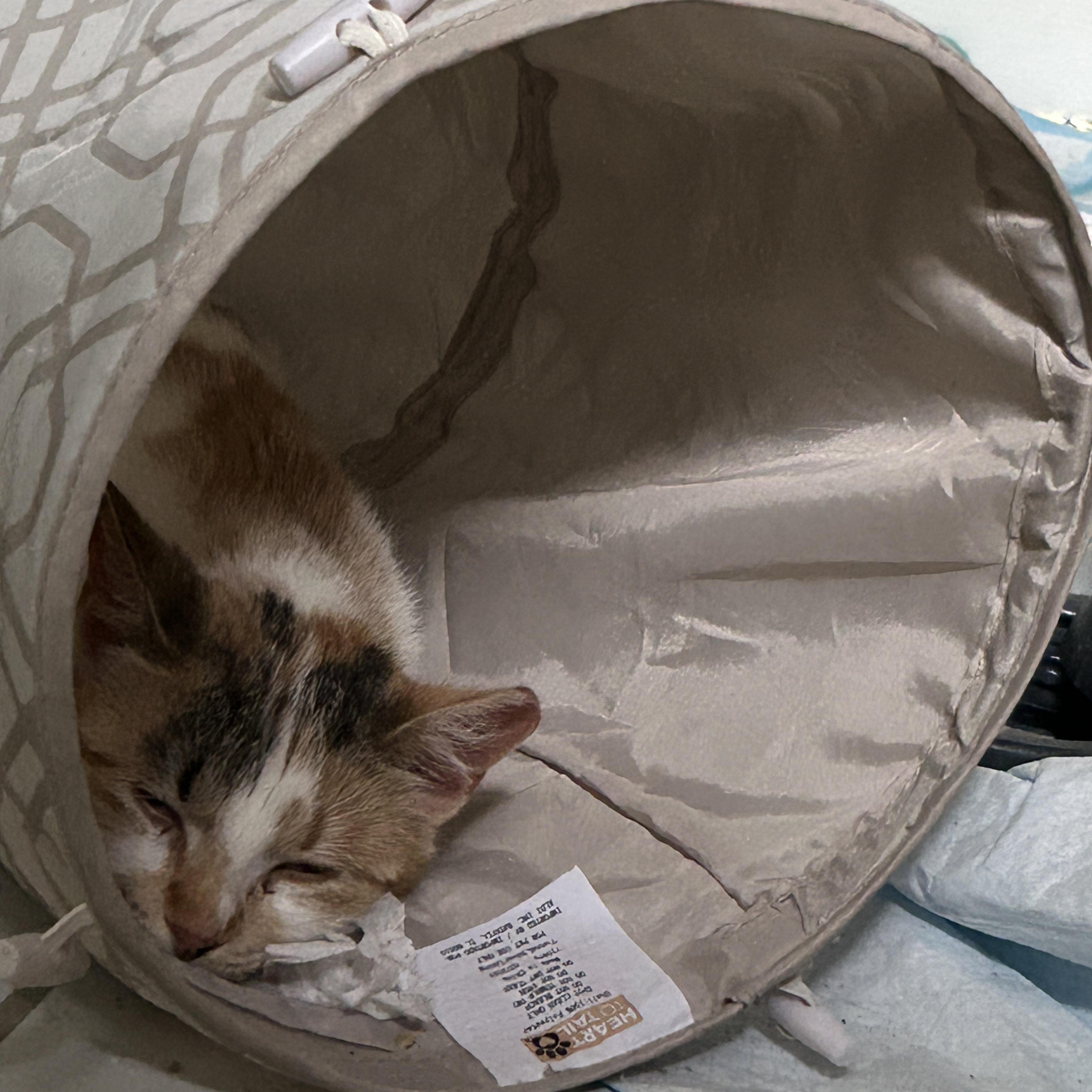 Julie, a Adoptable Domestic Short Hair in Pitman, NJ image 4/6