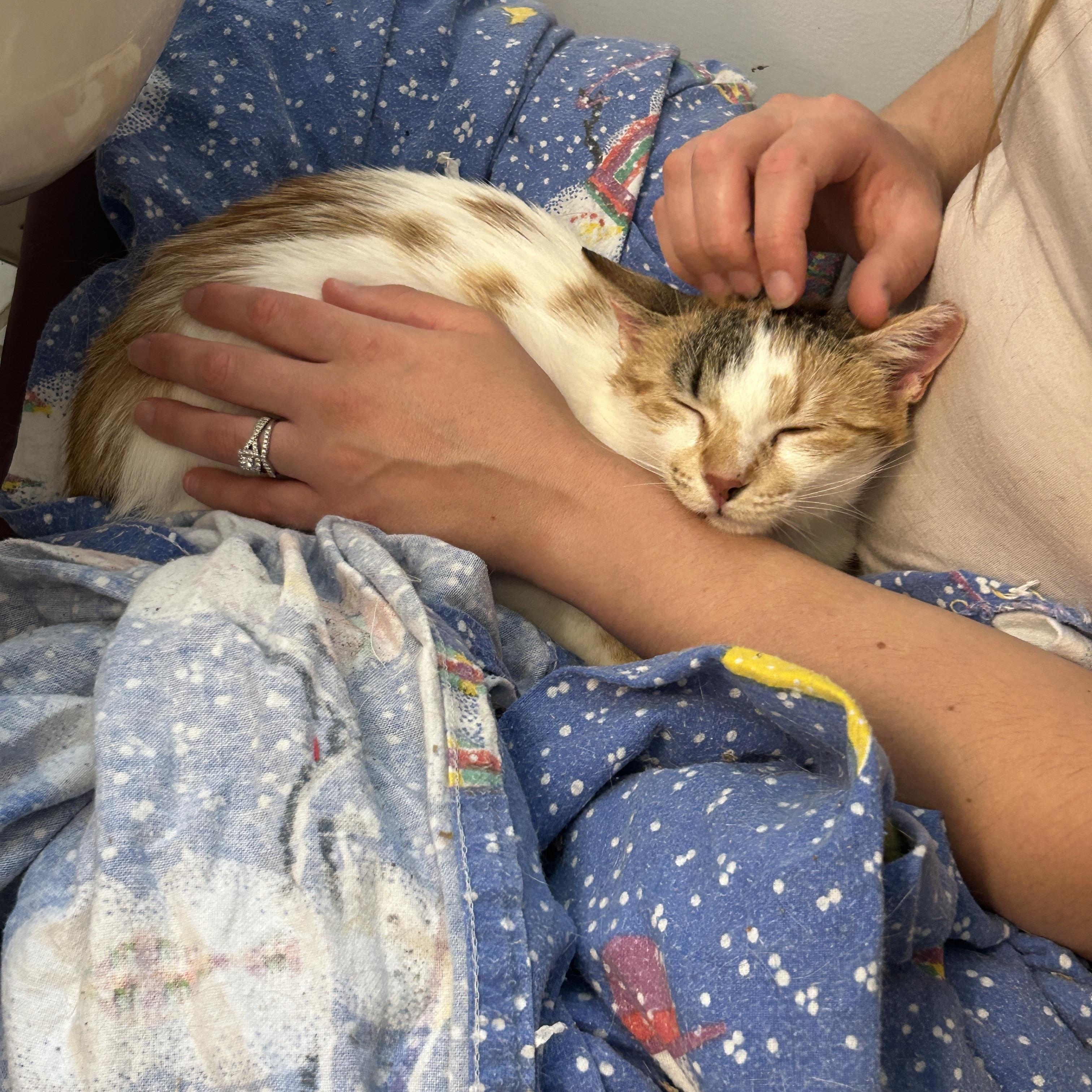 Julie, Adoptable, Kitten Female Domestic Short Hair.