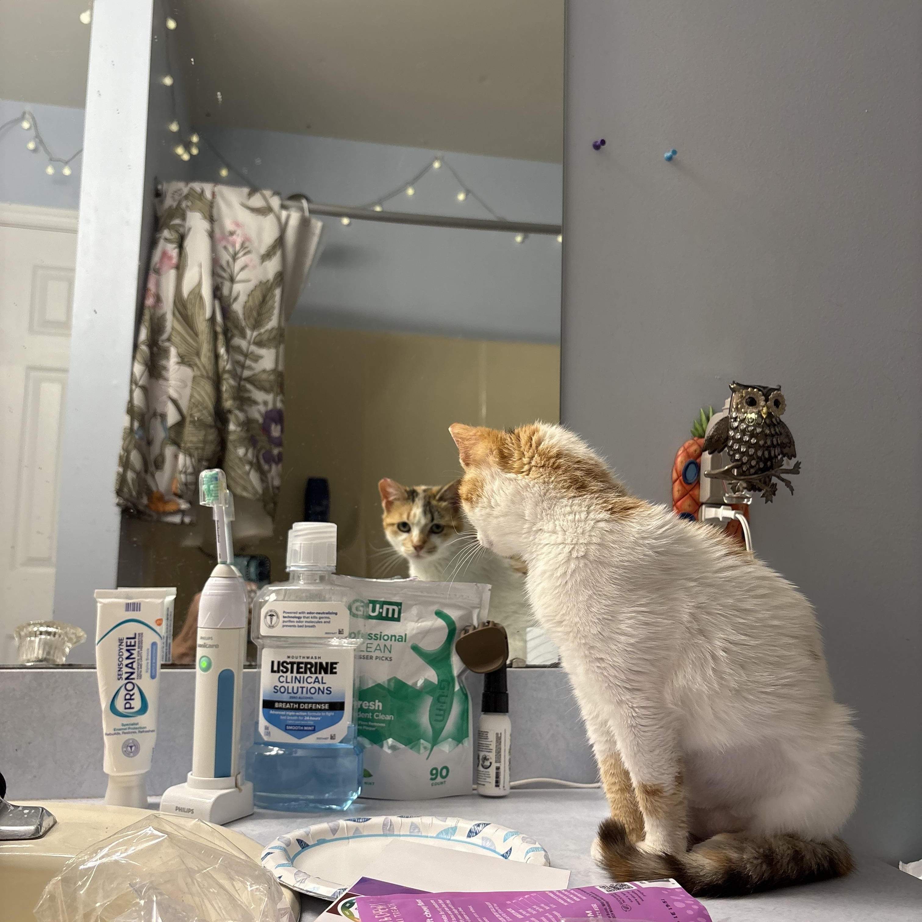 Julie, a Adoptable Domestic Short Hair in Pitman, NJ image 5/6