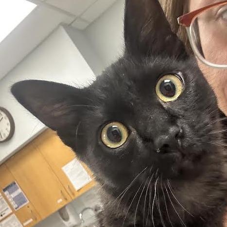 Enlarge Hershey, a Adoptable Domestic Medium Hair in Durango, CO image 1/2