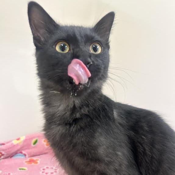 Enlarge Hershey, a Adoptable Domestic Medium Hair in Durango, CO image 2/2