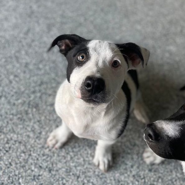 Dune, Adopted, Puppy Male Border Collie & Pit Bull Terrier.