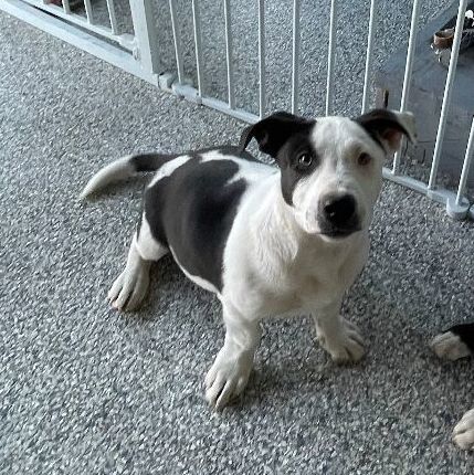 Enlarge Dune, a Adopted mixed breed in Reno, NV image 3/4