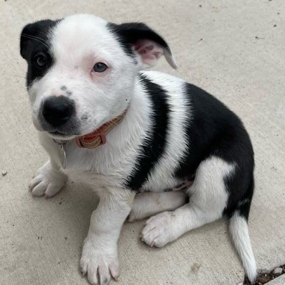 Enlarge Dune, a Adopted mixed breed in Reno, NV image 4/4