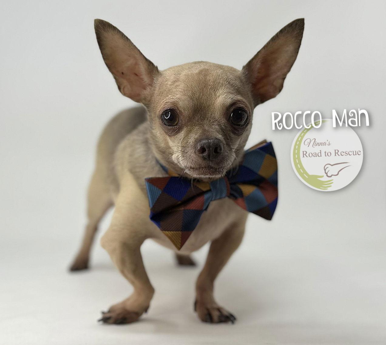 Rocco Man, Adoptable, Adult Male Chihuahua.