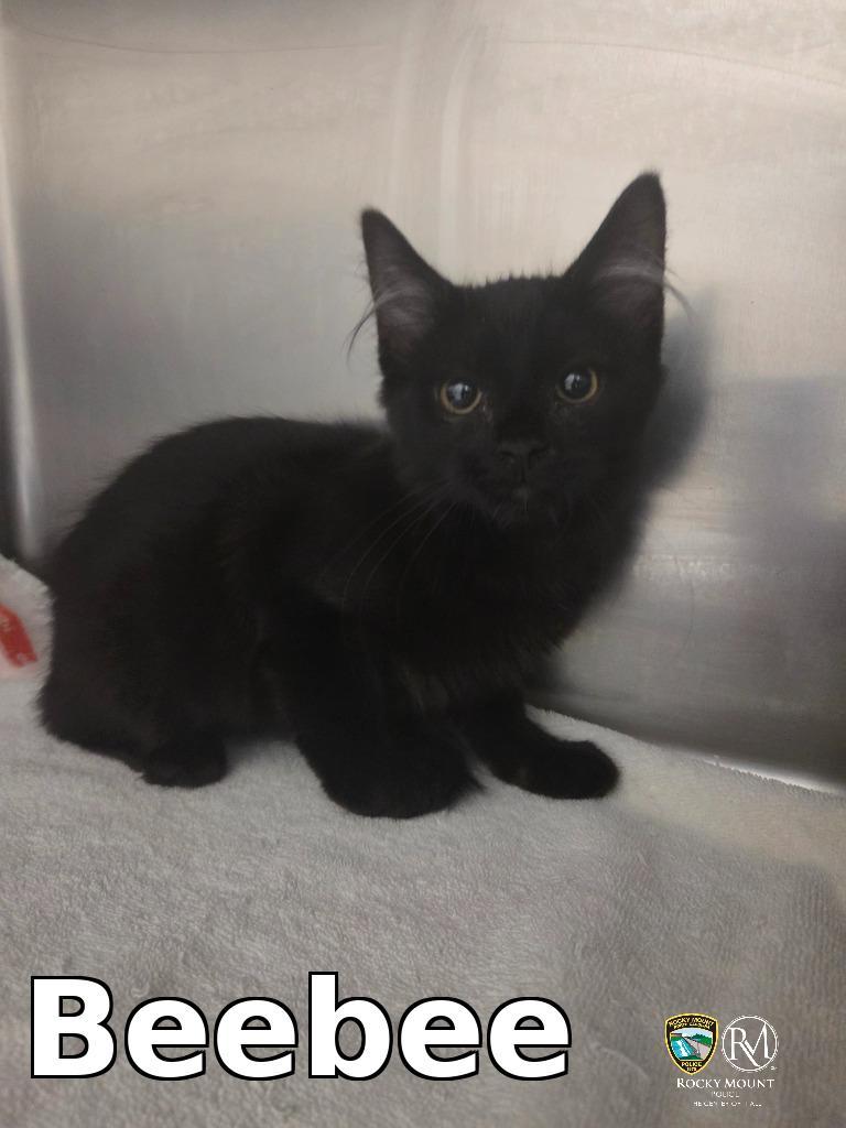 Beebee, Adopted, Kitten Female Domestic Short Hair.