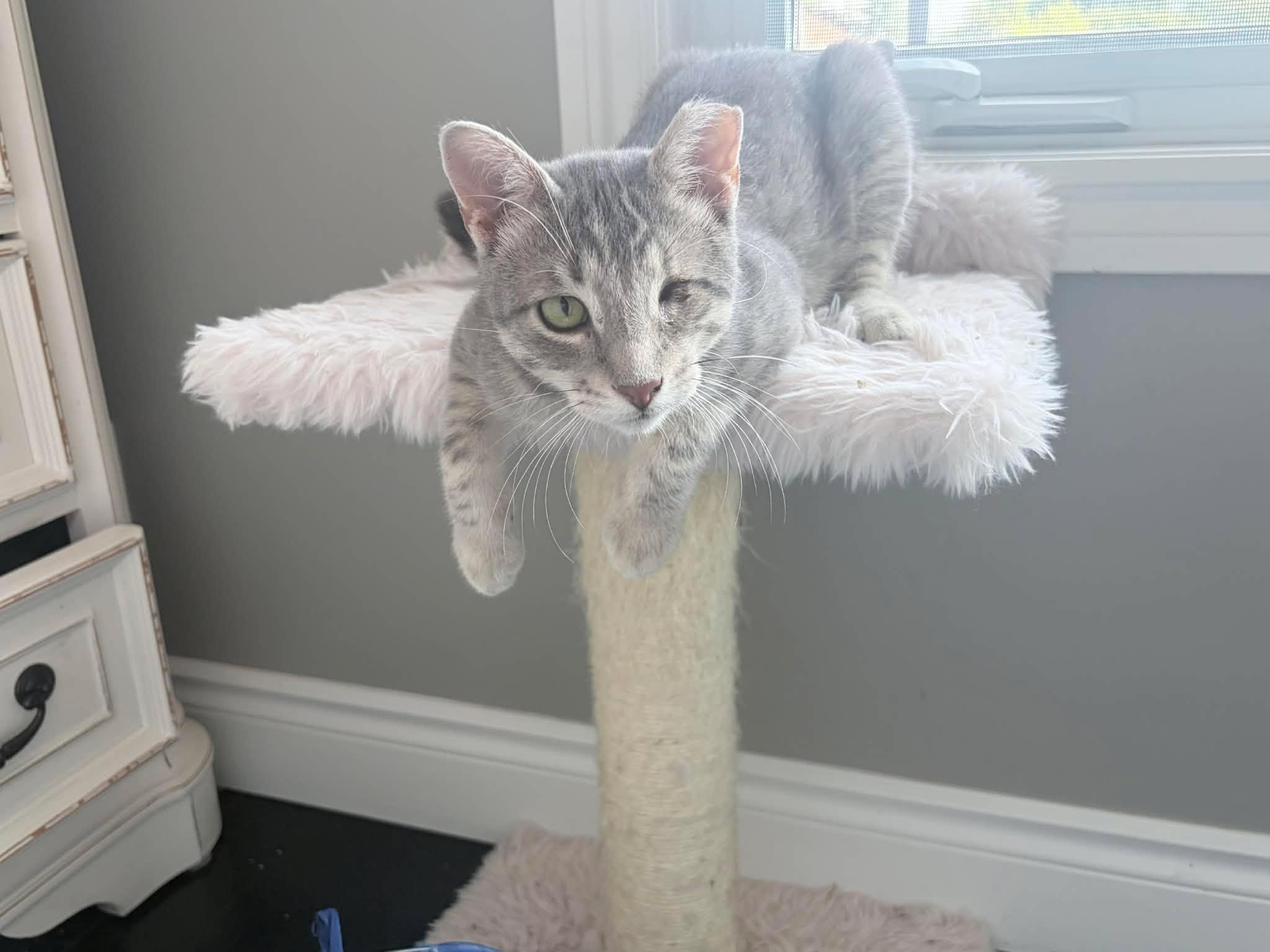 Enlarge Winx, an adopted Domestic Short Hair in Shakespeare, ON image 2/6