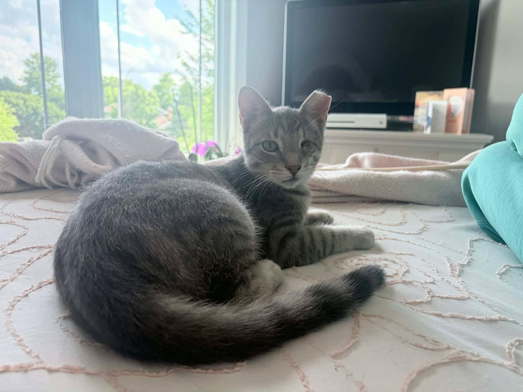 Enlarge Winx, an adopted Domestic Short Hair in Shakespeare, ON image 5/6