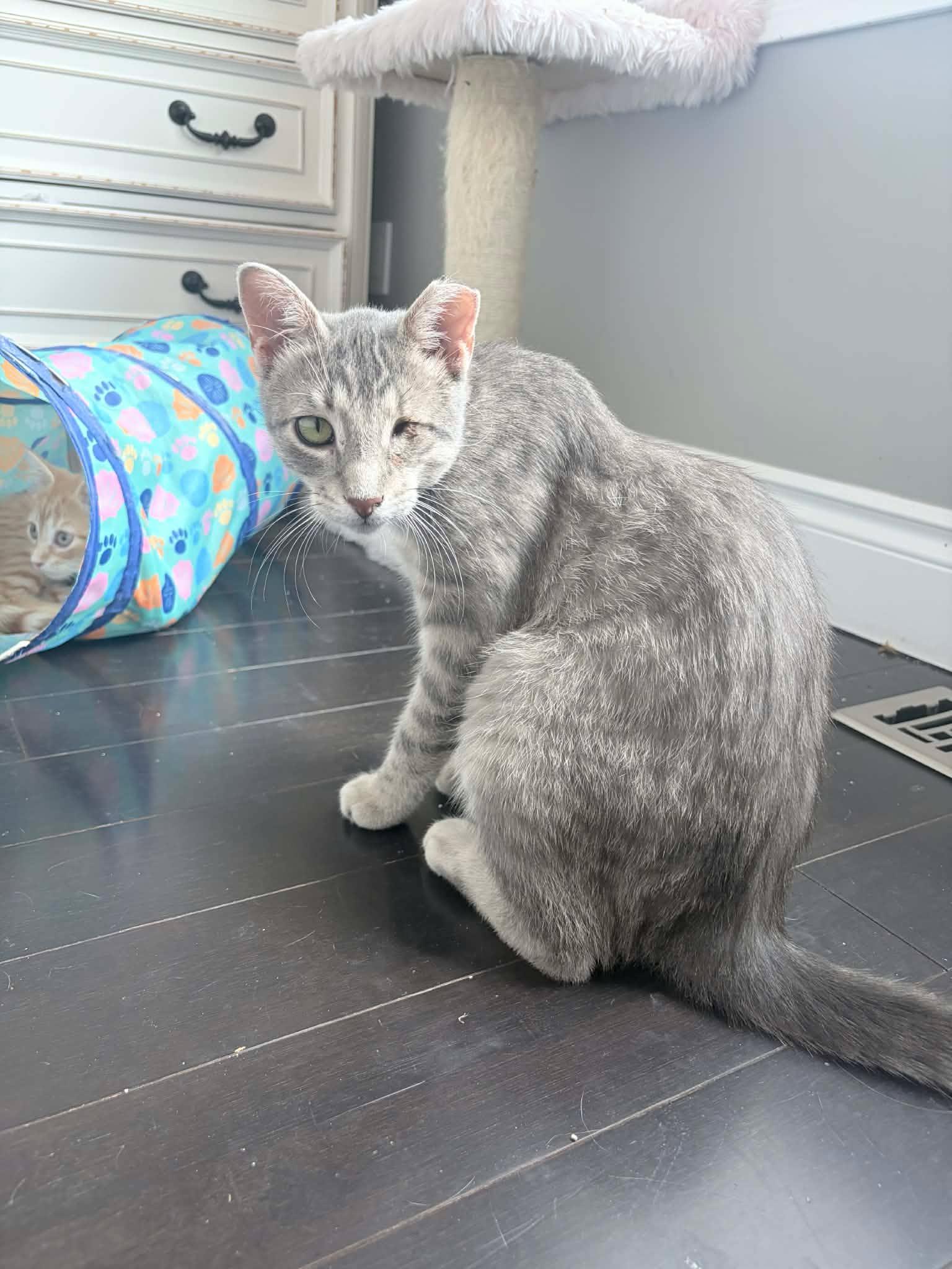Enlarge Winx, an adopted Domestic Short Hair in Shakespeare, ON image 6/6