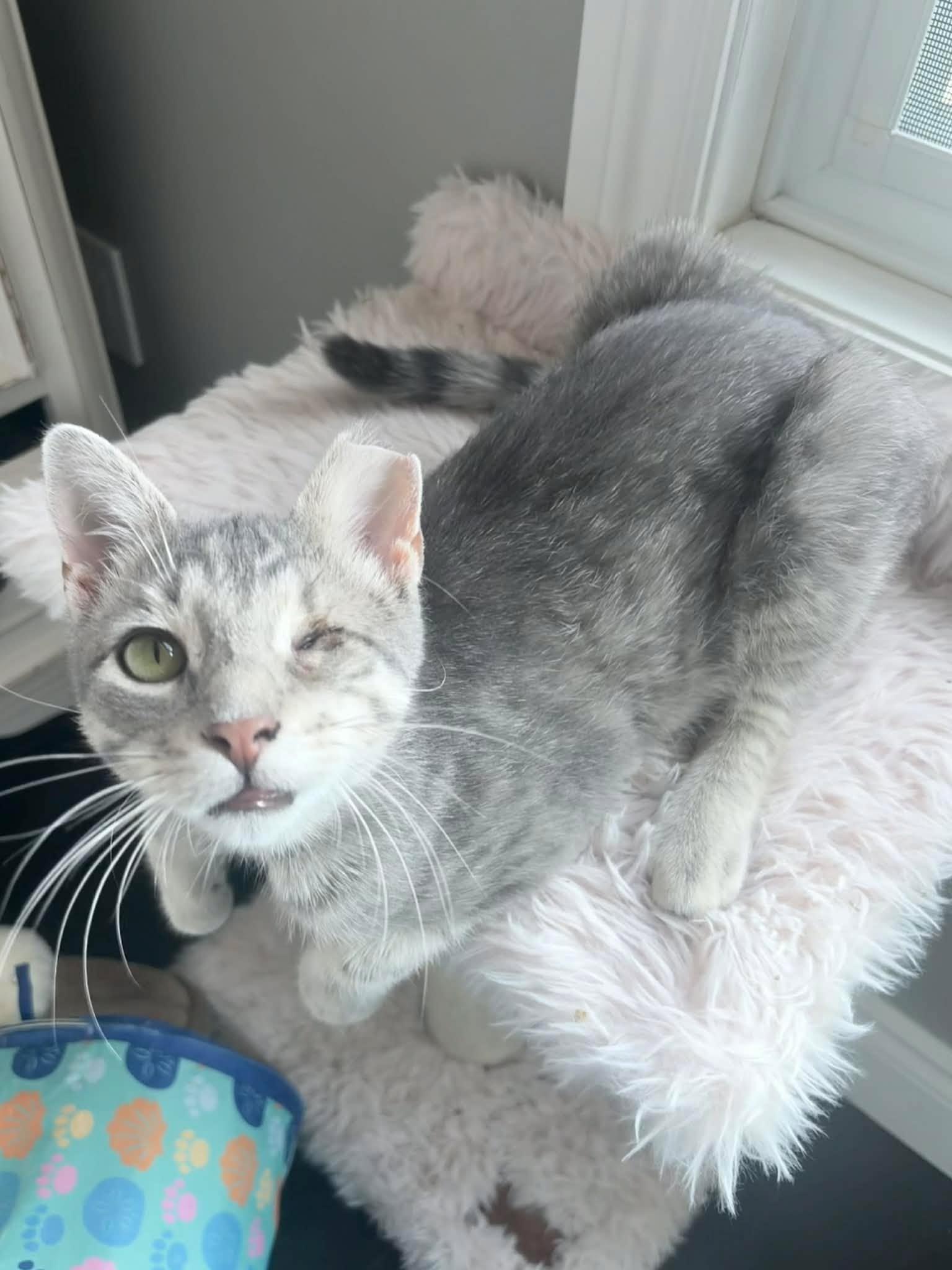 Enlarge Winx, an adopted Domestic Short Hair in Shakespeare, ON image 4/6