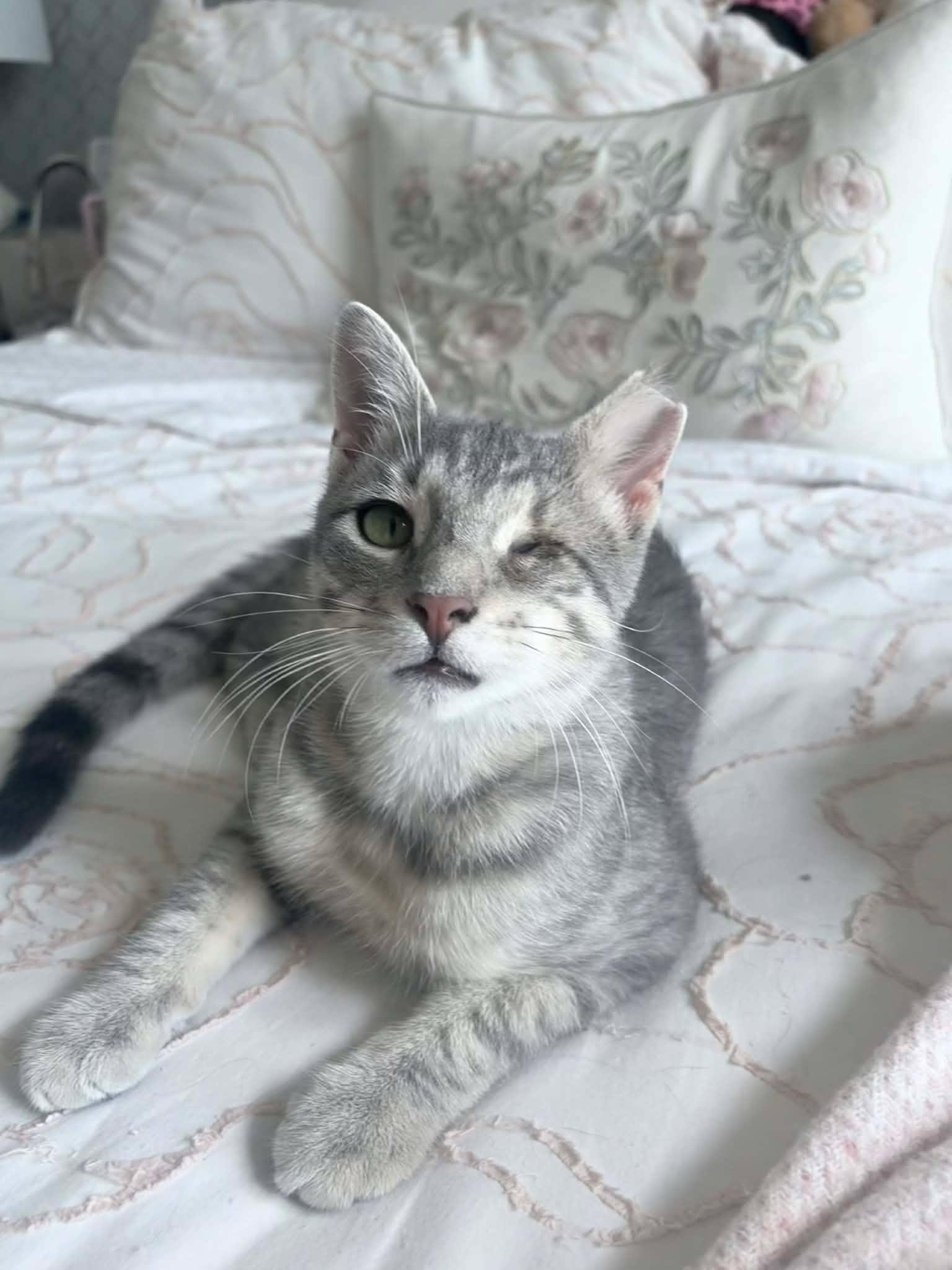 Enlarge Winx, an adopted Domestic Short Hair in Shakespeare, ON image 1/6