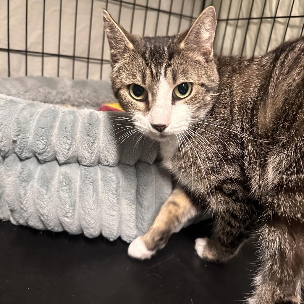 25-251 Millie, Adoptable, Adult Female Domestic Short Hair.