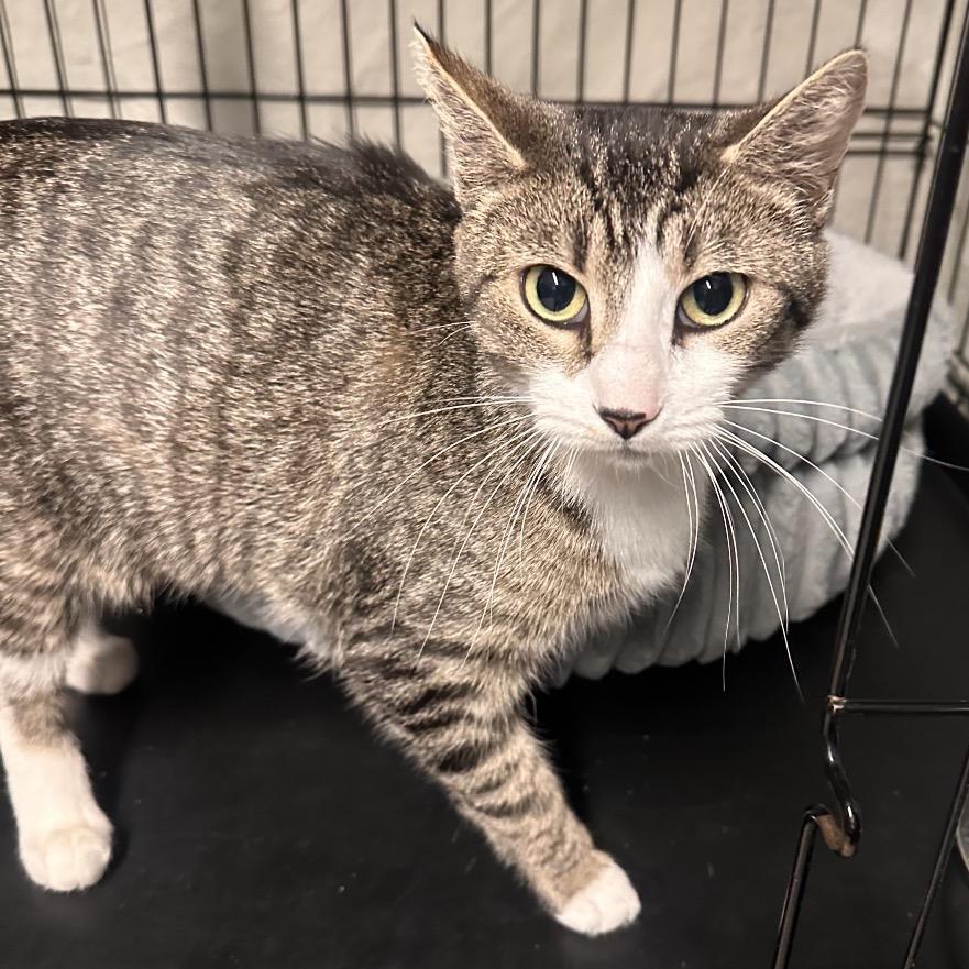 Enlarge 25-251 Millie, a Adoptable Domestic Short Hair in North Branford, CT image 2/3