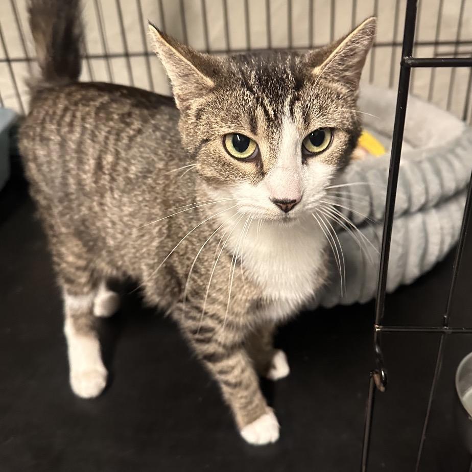 Enlarge 25-251 Millie, a Adoptable Domestic Short Hair in North Branford, CT image 3/3