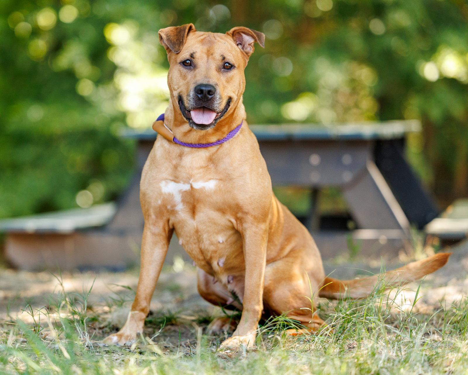Willow, Adoptable, Adult Female Mixed Breed.